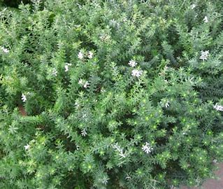 Westringia Fruticosa 'Coastal Rosemary'