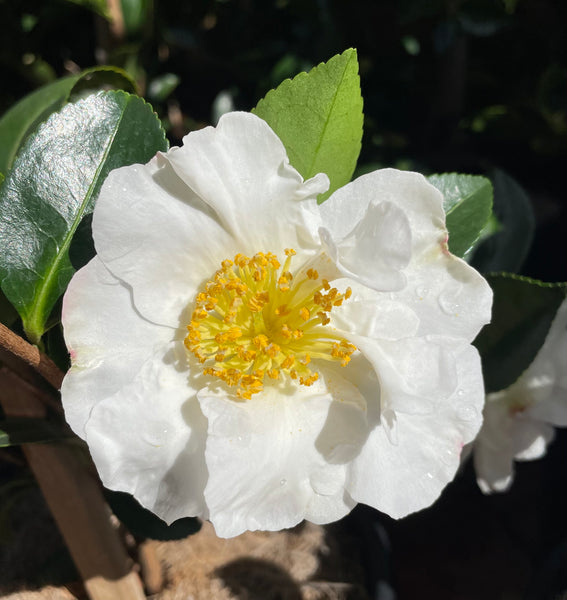 Camellia Sasanqua'Setsugekka'