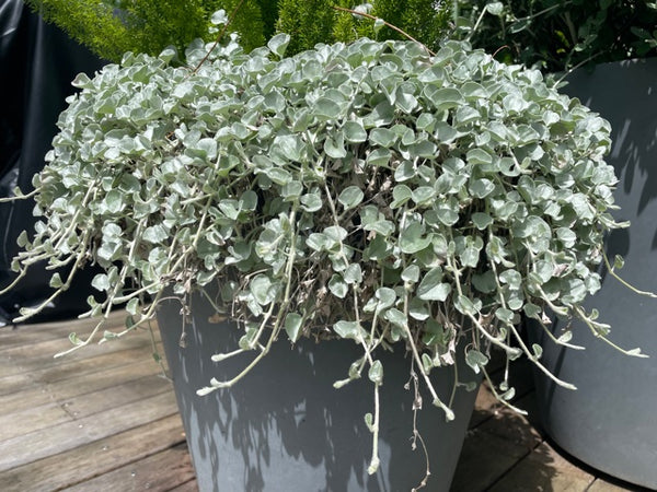 Dichondra Argentea 'Silver Falls'