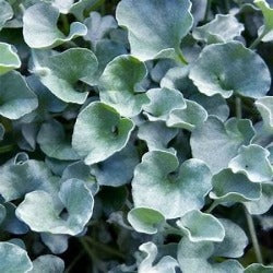 Dichondra Argentea 'Silver Falls'