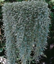 Dichondra Argentea 'Silver Falls'