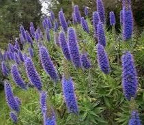 Echium Candicans 'Pride of Madeira'
