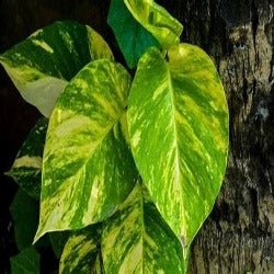 Epipremnum Aureum 'Devils Ivy' - Variegated