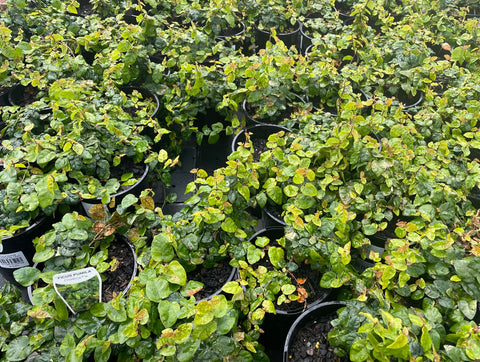 Ficus Pumila 'Climbing Fig'