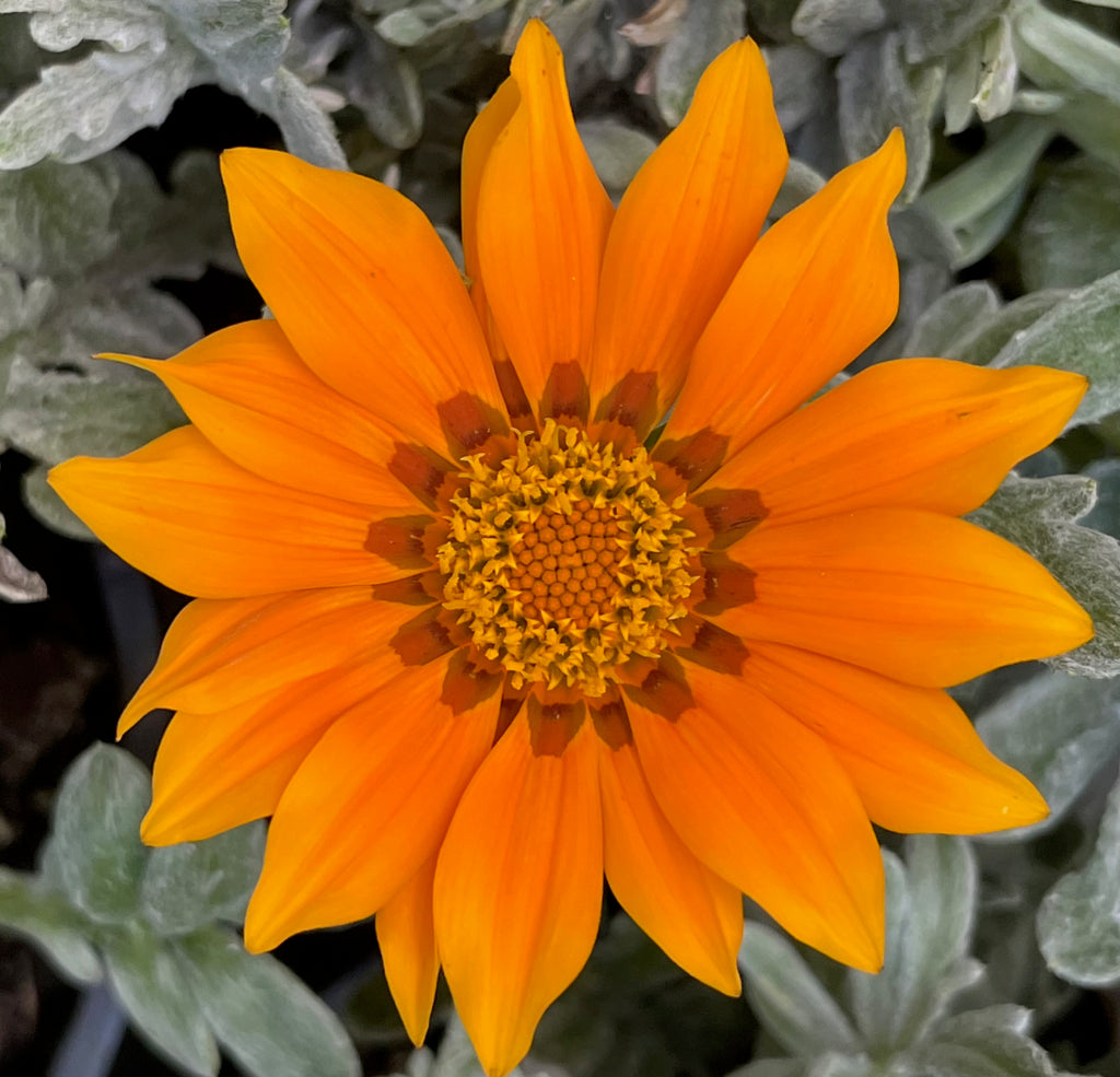 Gazania 'Frosty Orange'