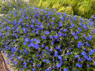 Lithodora Diffusum 'Grace Ward'