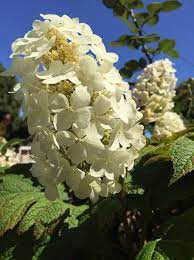 Hydrangea Quercifolia 'Prinsnow'