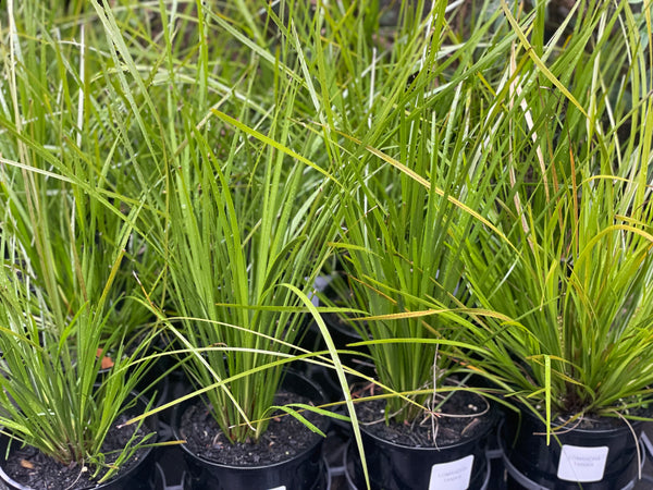 Lomandra Tanika
