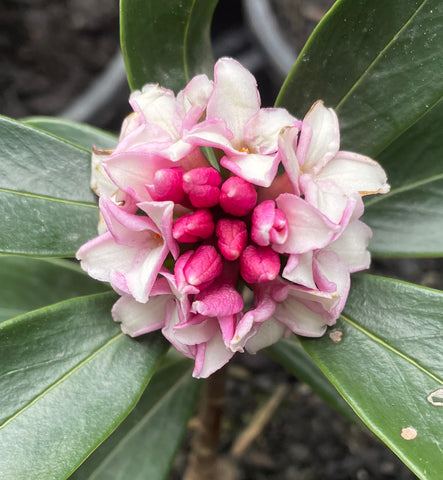 Daphne Odora - Pink