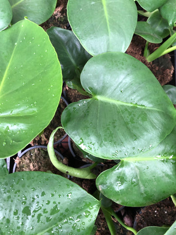 Monstera Deliciosa 'Fruit Salad Plant'