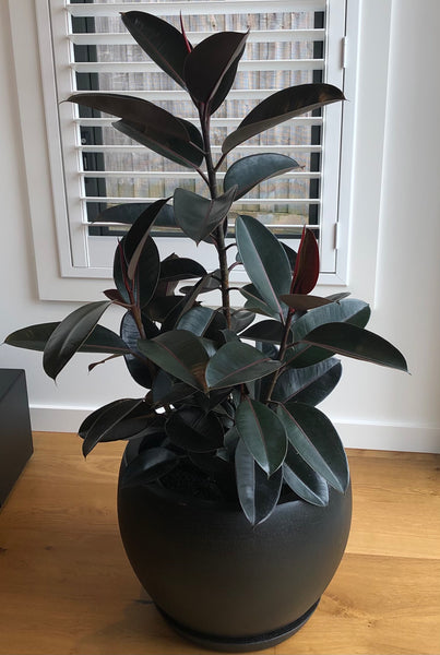 Ficus Elastica Burgundy