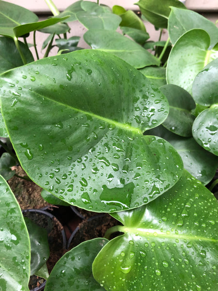 Monstera Deliciosa 'Fruit Salad Plant'