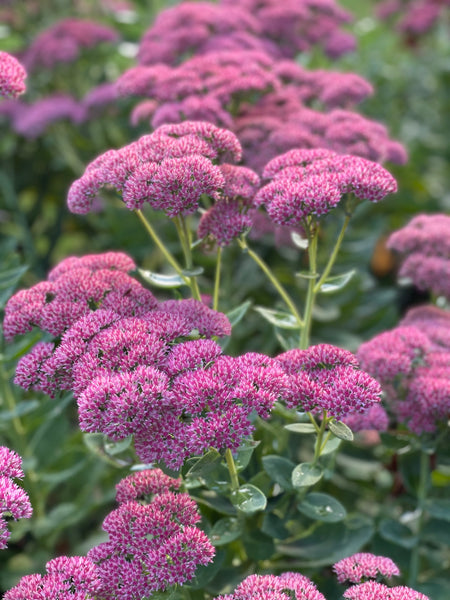 Sedum 'Autumn Joy'