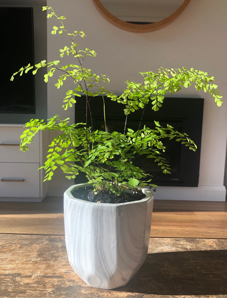 Adiantum Fragrans 'Maidenhair Fern'