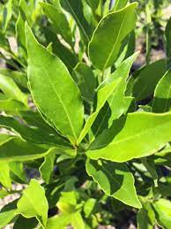 Laurus Nobilis 'Miles Choice