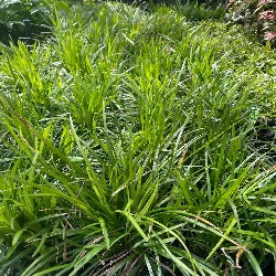 Liriope Muscari 'Isabella'