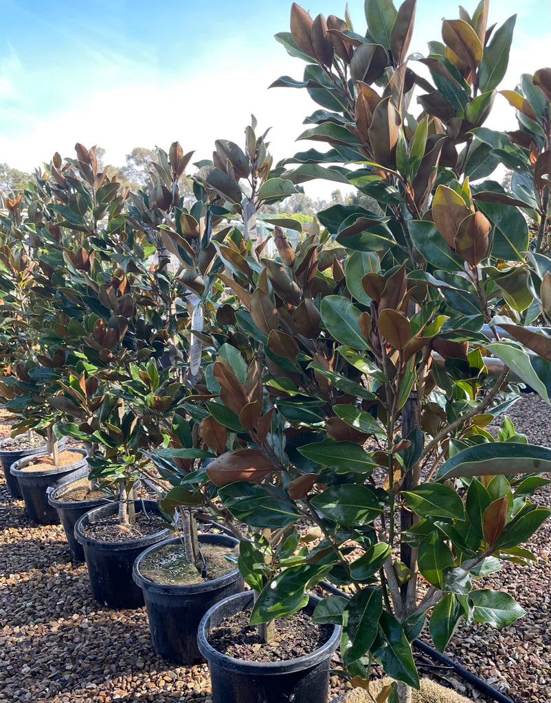 Magnolia Magnolia 'Little Gem'
