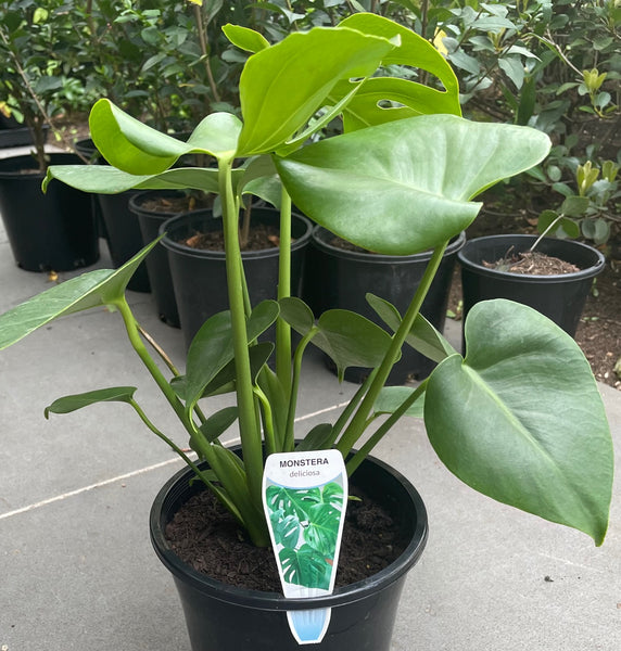 Monstera Deliciosa 'Fruit Salad Plant'