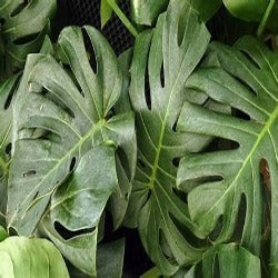 Monstera Deliciosa 'Fruit Salad Plant'