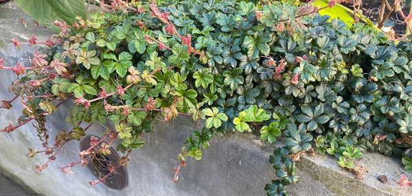 Parthenocissus Sikkimensis