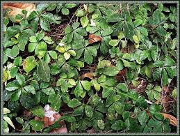 Parthenocissus Sikkimensis