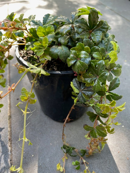 Parthenocissus Sikkimensis