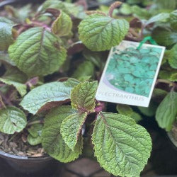 Plectranthus Ambiguus 'Nico'