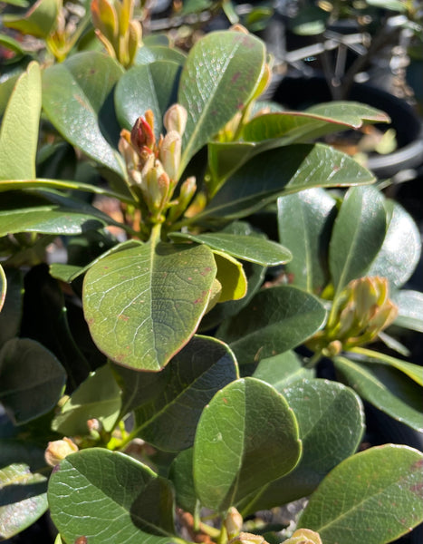 Rhaphiolepis Indica 'Oriental Pearl'