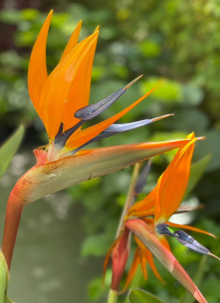 Strelitzia reginae