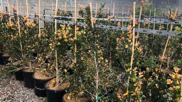 Syzygium Orange Twist