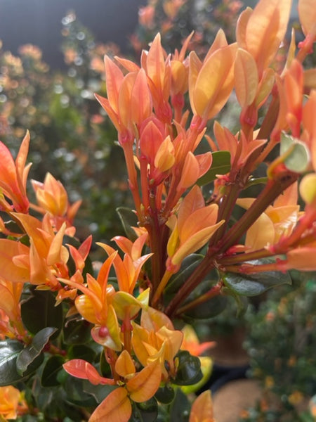 Syzygium Orange Twist