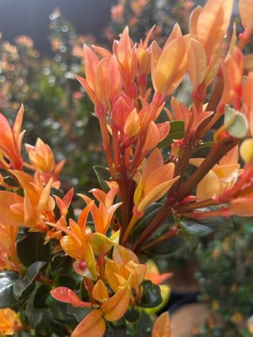 Syzygium Orange Twist