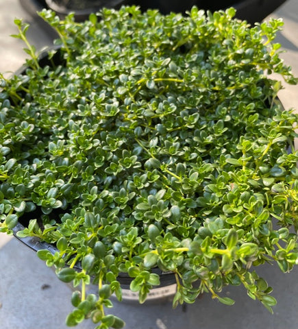 Thymus Serpyllum var. albus 'Creeping White Thyme'