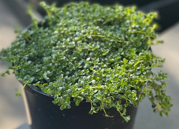 Thymus Serpyllum var. albus 'Creeping White Thyme'