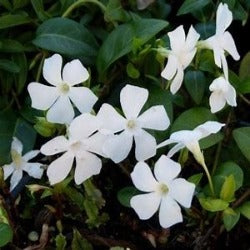 Vinca Minor 'Alba'