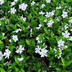 Vinca Minor 'Alba'
