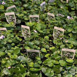 Viola Hederacea ‘Native or Ivy Leaf Violet’