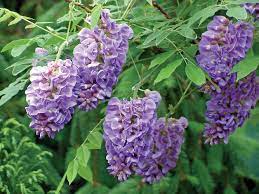 Wisteria Frutescens 'Amethyst Falls'